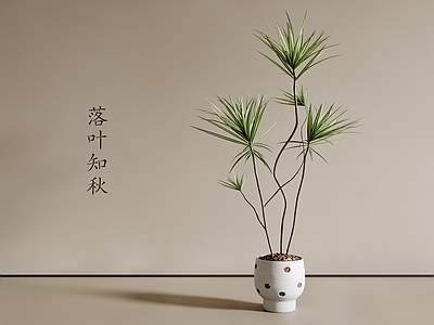 盆栽 现代盆栽 绿植盆栽 客厅盆栽 阳台盆栽 花盆