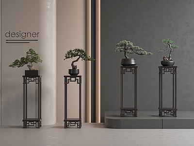 盆栽 松树 罗汉松