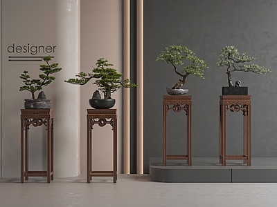 盆栽 松树 罗汉松 迎客松