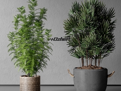 盆栽 现代绿植盆栽