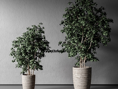 盆栽 现代绿植盆栽