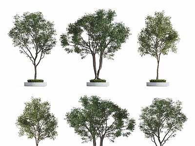 景观树 景观树 现代行道树 乔木 庭院树木 城市树木