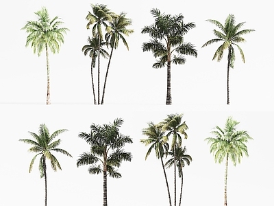景观树 热带棕榈树 椰子树 景观树木 热带树木