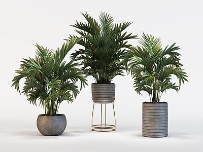 植物组合 盆栽组合 室内绿植