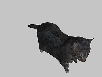 衣服 猫 表面