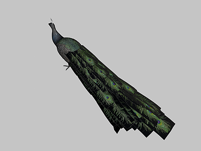家禽动物 孔雀 表面