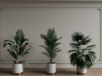 盆栽 植物组合