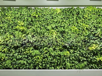 现代绿植墙 植物墙绿植墙景墙