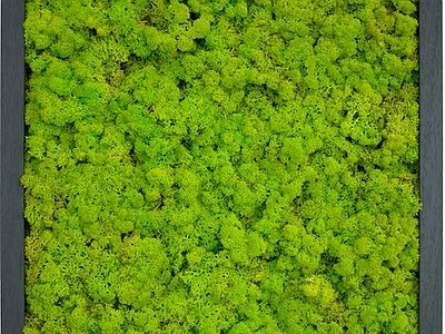 现代绿植墙 植物墙绿植墙景墙