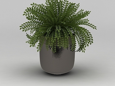 现代室内绿植盆栽