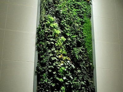现代绿植墙 植物墙绿植墙景墙
