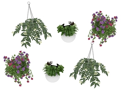 盆栽 绿色植物 盆栽