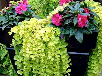 现代绿植墙 植物墙绿植墙景墙