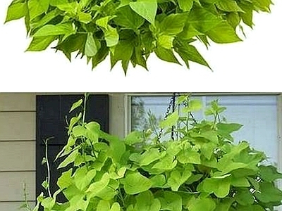 现代绿植墙 植物墙绿植墙景墙