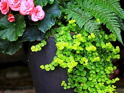 现代绿植墙 植物墙绿植墙景墙