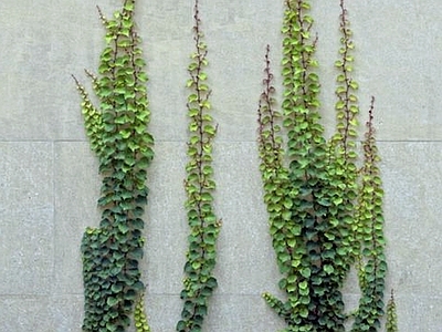 现代绿植墙 植物墙绿植墙景墙