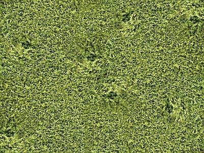 现代绿植墙 植物墙绿植墙景墙