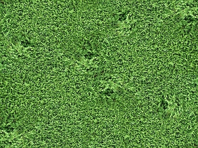 现代绿植墙 植物墙绿植墙景墙