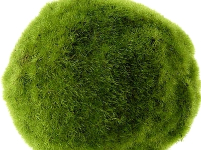现代绿植墙 植物墙绿植墙景墙