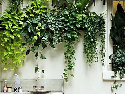 现代绿植墙 植物墙绿植墙景墙