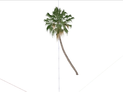 植物组合 棕榈 蒲葵 弯杆 弯杆蒲葵 热带植物