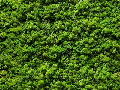 现代绿植墙 植物墙绿植墙景墙