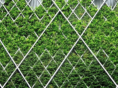 现代绿植墙 植物墙绿植墙景墙