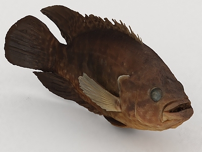 水生类动物 海洋生物