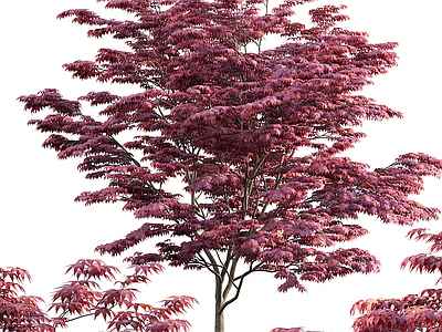 景观树 日本枫树