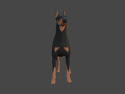 衣服 杜宾犬 棕 狗