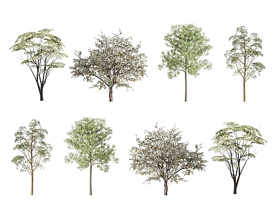 景观树 现代树木 景观树 果树 城市树木 庭院树木