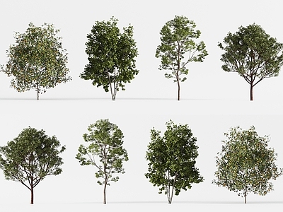 景观树 景观树木 现代行道树 乔木 庭院树木 城市树木