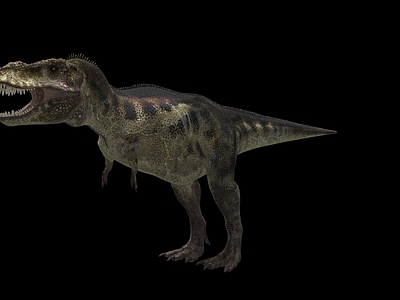 爬行类动物 暴龙恐龙