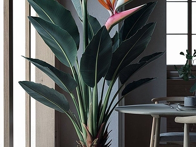 盆栽 现代绿植盆栽