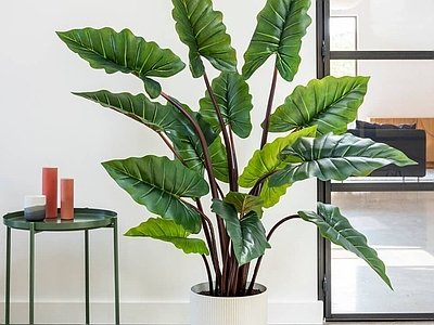 盆栽 现代绿植盆栽 盆景