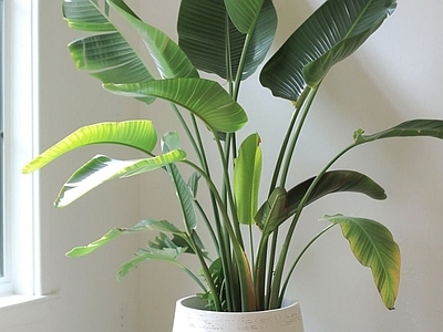 盆栽 现代绿植盆栽 盆景