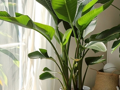 盆栽 现代绿植盆栽