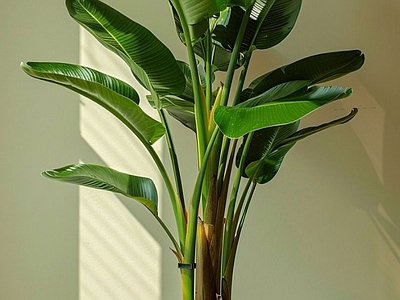 盆栽 侘寂风绿植盆栽