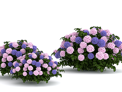 花草 绣球花 庭院植物 花坛花草 花境 盆栽花草