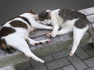 虚拟人物 猫 长凳