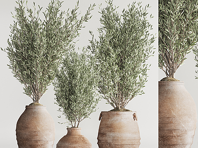 盆栽 吊钟 天堂鸟 陶罐 橄榄枝