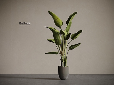 盆栽 中古风植物