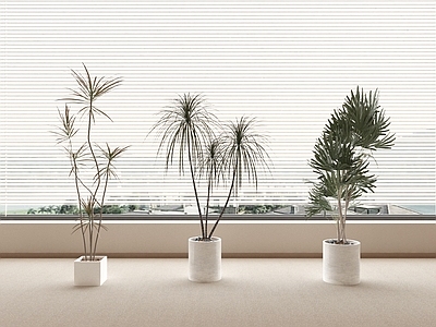 盆栽 盆栽 现代盆栽 绿植