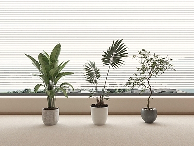 盆栽 现代盆栽 绿植