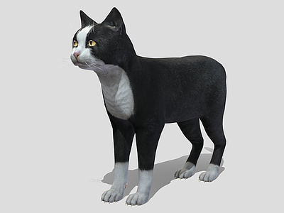 虚拟人物 动画 猫 表面