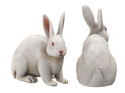 其他动物 兔子 白兔 小白兔
