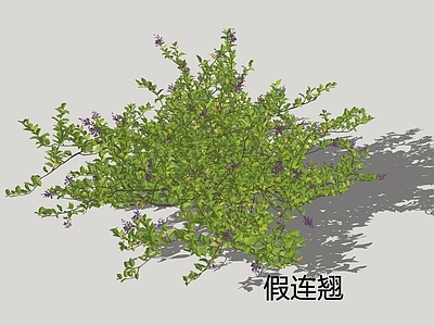 灌木 假连翘 篱笆树