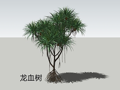 乔木 龙血树 热带植物