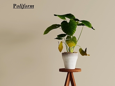 盆栽 绿植 盆栽