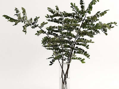 水生植物 水生植物